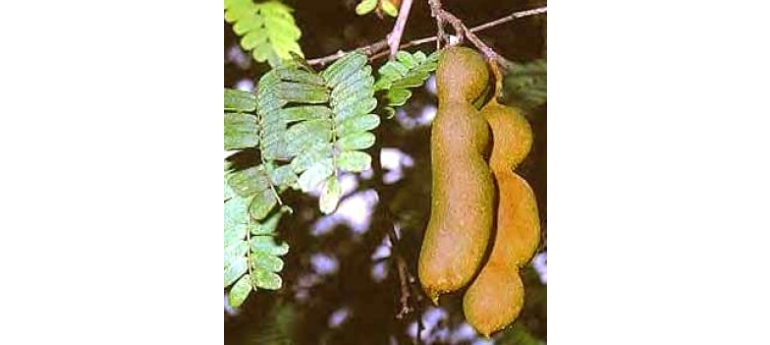 Tamarind.jpg