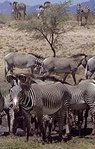 149px-Grevys zebra.jpg