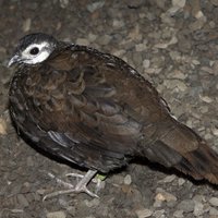 200px-Palawanpeacockpheasant.jpg