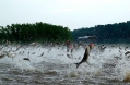 0106-aillinoiscarp-asian-carp-great-lakes-full full 600255b1255d.jpg