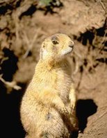 199px-Prarie Dog CDC.jpg