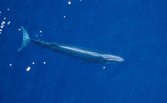 Brydes Whale.jpg