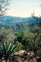 250px-Chiricauhua Coronado National Forest.jpg