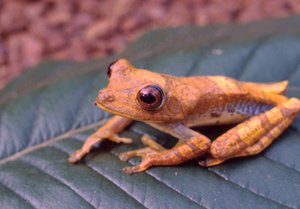 300px-Tree frog.jpg