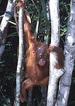 A young orang-utan (Pongo pygmaeus, EN) in Tanjung Puting National Park in central Kalimantan, is threatened due to habitat loss. The Sumatran orang-utan (Pongo abelii, CR), restricted to the island of Sumatra, is critically endangered. (Source: © <a href=%27http_/www.conservation.org/Pages/default.aspx/%27.html _fcksavedurl='http://www.conservation.org/Pages/default.aspx/' class='external text' title='http://www.conservation.org/Pages/default.aspx/' rel='nofollow'>Conservation International</a>, photo by Haroldo Castro)