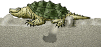 200px-Turtledig.gif