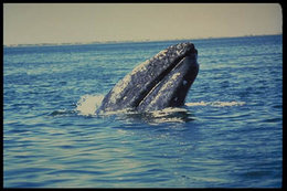 260px-Gray whale.jpg