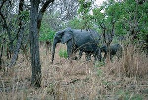 300px-African elephant (Loxodonta africana), Ghana.jpg