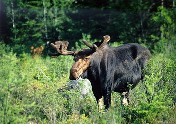 350px-Na0410 moose me.jpg