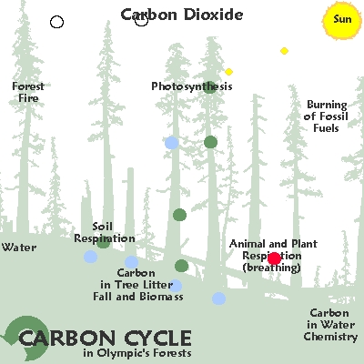 Carbon Cycle-animated forest.gif.jpeg