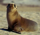 164px-Calisealion.jpg