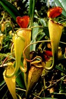 200px-Pitcher plant.jpg