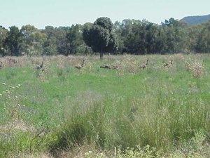 300px-Near Warrumbungle National Park, New South Wales, Australia.jpg