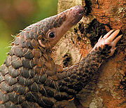 180px-Pangolin2.jpg