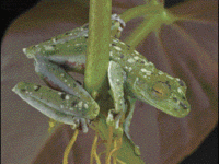 200px-Hyla rufitela.gif