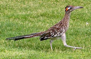 300px-Greater roadrunner.jpg