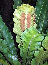 199px-Asplenium goudeyibypeterwoodardlordhoweisland.jpg