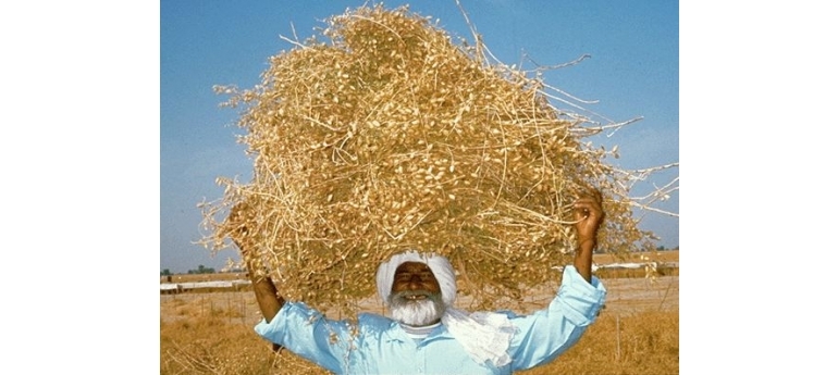 Chick pea harvest CGIAR.JPG