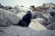 190px-Pribilof fur seal 1.jpg