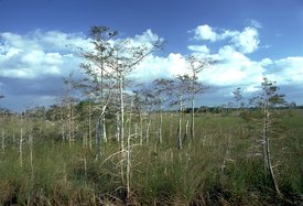 275px-Everglades2.jpg