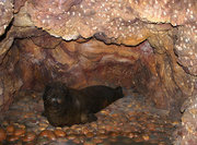 180px-Mediterranean monk seal 1.jpg