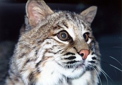 250px-Na0402 bobcat us.jpg