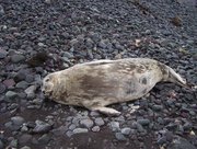 180px-Weddell seal 1.jpg