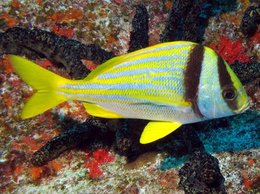 260px-Porkfish.jpg