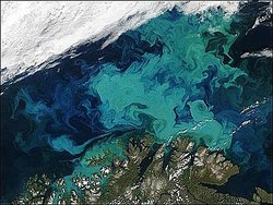 250px-Phytoplankton bloom.jpg