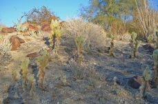 Mojave Desert