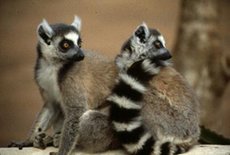 230px-Ring tailed lemur.jpg