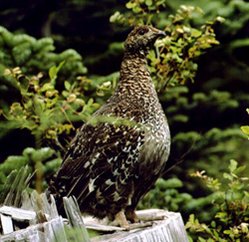 249px-Blue grouse.jpg