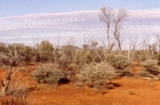 Great Victoria Desert