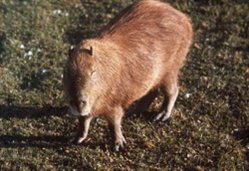 249px-Capybara.jpg