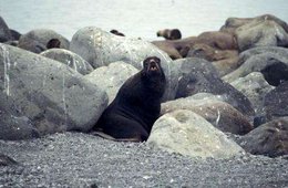 260px-Pribilof fur seal 1.jpg