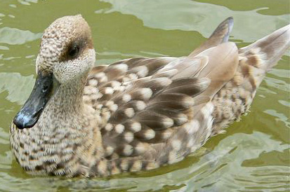 Marbledteal37548-580-360.jpg
