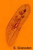 99px-Ciliate.jpg