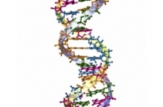 DNA