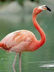 249px-Flamingo.jpg