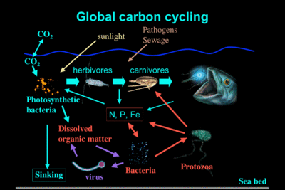400px-Marine food web pathways of carbon.gif
