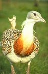 149px-Great bustard.jpg