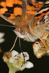 250px-Australian painted lady feeding closeup.jpg