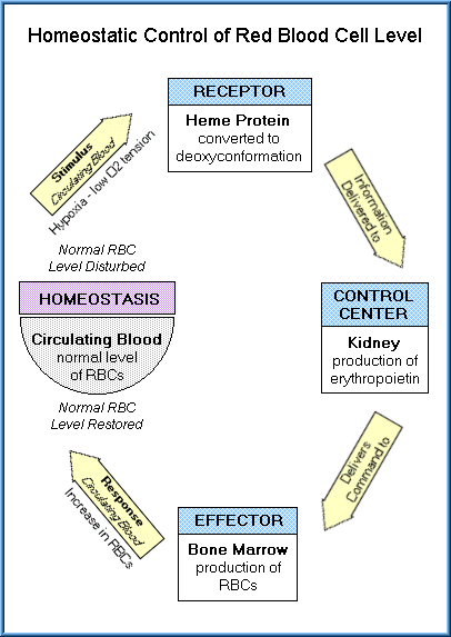 Homeostasis-fig-2.gif