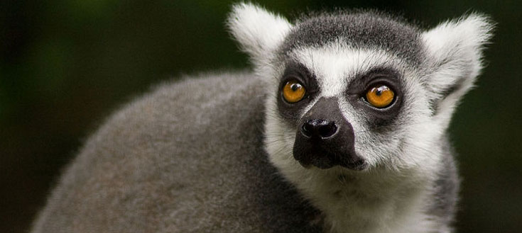 Lemur.jpg