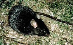 250px-Rattus rattus.jpg