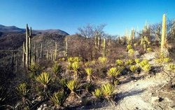 Tuhuacan Valley, Puebla, Mexico (Photograph by <a href=%27http_/www.worldwildlife.html _fcksavedurl='http://www.worldwildlife.org' class='external text' title='http://www.worldwildlife.org' rel='nofollow'>© WWF</a>-Canon/Anthony B. Rath)