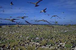 250px-Sooty Tern.jpg