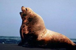 260px-Stellar Sea Lion 1.jpg