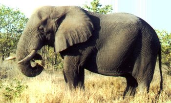 350px-AfricanElephant.jpg