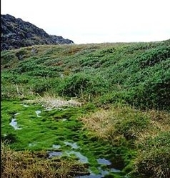 249px-Kalaallit Nunaat Low Arctic Tundra 1.jpg.jpeg